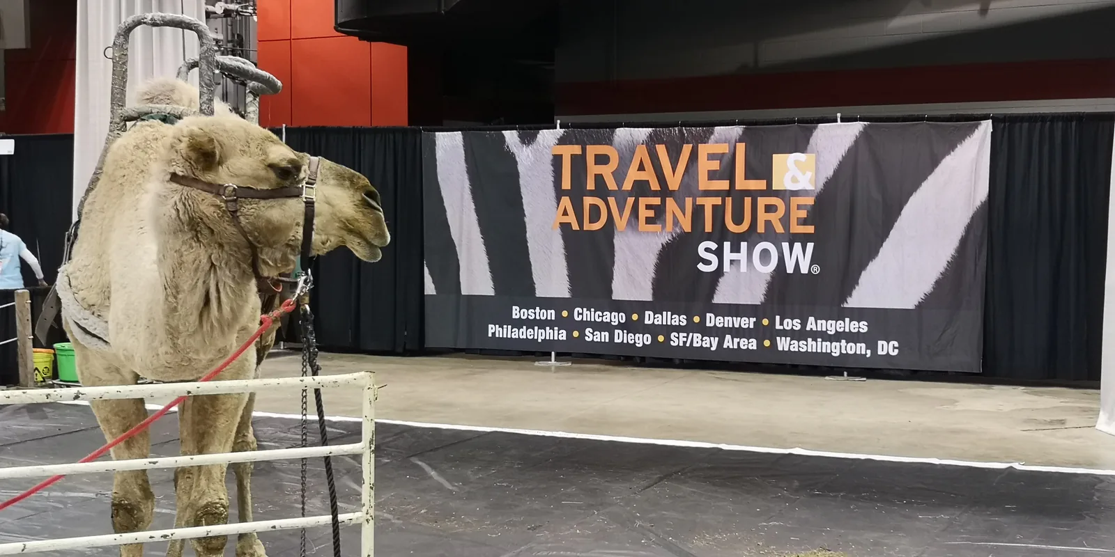 Camel standing in a pen next to the Travel & Adventure Show banner listing host cities, Rosemont, January 2019